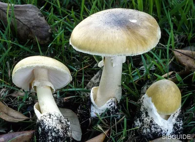 Amanita phalloides, Бледная поганка (мухомор зелёный)