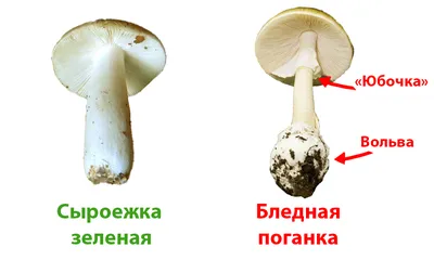 Австралийская поганка — Википедия