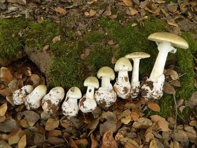Гриб бледная поганка: как выглядит, как отличить смертельно опасный гриб —  фото бледной поганки, отравление, симптомы -  - Sport24