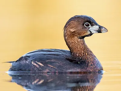 Пестроклювая поганка - eBird