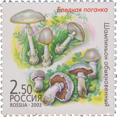 Бледная поганка (Amanita phalloides) – Грибы Сибири [Вложение: 6343]