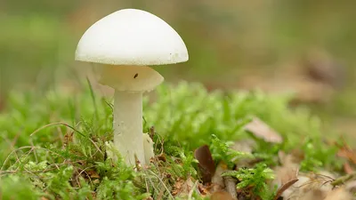 Бледная поганка (Amanita phalloides) – Грибы Сибири