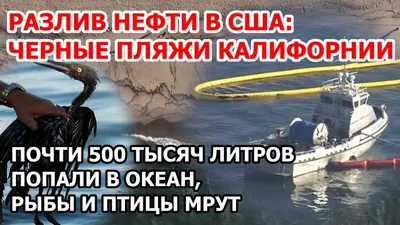 Кавказский Узел | Жителей Сочи и Туапсе встревожили испачканные в нефти  птицы