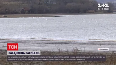 Тысячи трупов морских животных»: у берегов Камчатки разворачивается  экологическая катастрофа