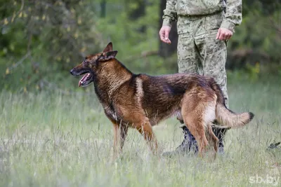 фигурка Пограничник с собакой, АКМ и поводком