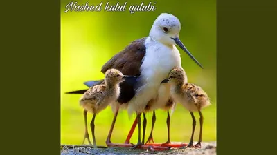 Соловушка птица - 65 фото: смотреть онлайн