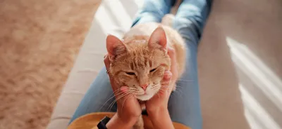 😺 Питомник бурманских кошек №1 в России 🇷🇺. Фото котят бурма.