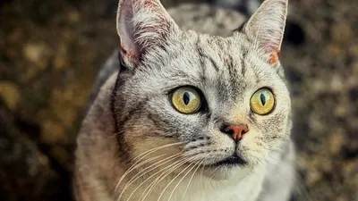 Это мама, она приносит мне еду»: мир глазами котенка - Питомцы 