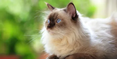 Ветврач разъяснил, почему кошки мнут хозяина лапами | Ветеринария и жизнь