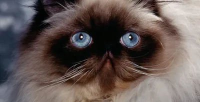 Гималайская кошка - Предрасположенность к болезням глаз | Zoo-Vision