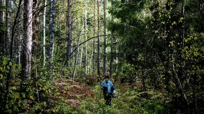 Туристический поход в лес г. Ладушкина с учениками 6 «Д» и 7 «Д» классов -  Школа 28