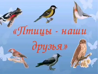 Добрые акции в поддержку птиц прошли в Кавказском заповеднике | Кавказский  государственный природный биосферный заповедник имени Х.Г.Шапошникова