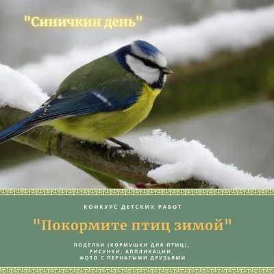 Эколого-просветительская акция «Покормите птиц зимой!» |  |  Биробиджан - БезФормата