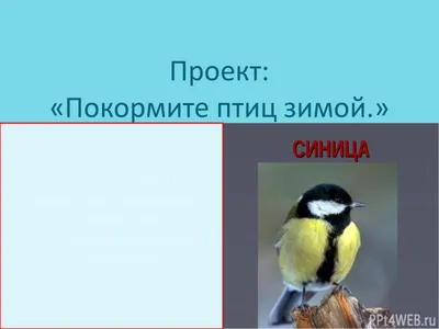 Плакат «Покормите птиц зимой» — Шаблоны для печати