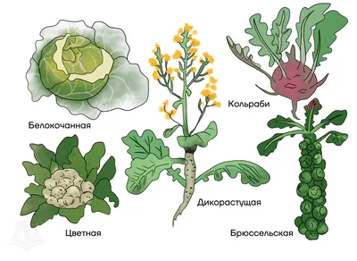 Классы и семейства покрытосеменных растений - Умскул Учебник