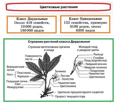 Покрытосеменные (Цветковые) растения | Биология на 5+ | Дзен