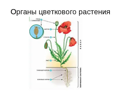 Покрытосеменные растения - презентация онлайн