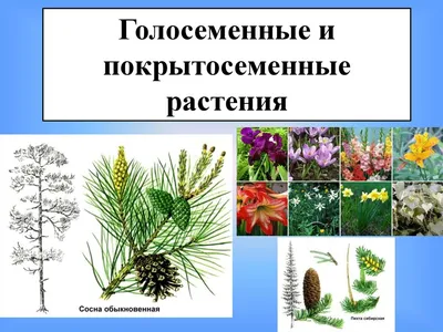 Покрытосеменные, или цветковые растения. (Часть 2) - презентация онлайн