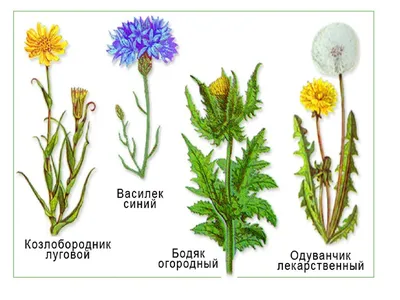 10 самых странных и необычных растений со всего мира - Лайфхакер