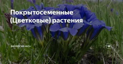 10 самых странных и необычных растений со всего мира - Лайфхакер