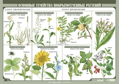 Покрытосеменные растения – онлайн-тренажер для подготовки к ЕНТ, итоговой  аттестации и ВОУД