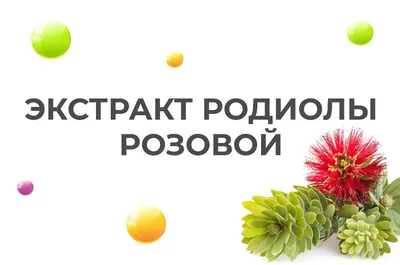 Экстракт родиолы розовой: что это такое, и для чего организму нужно?