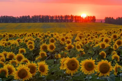 Закат на поле подсолнухов. Photographer Gorshkov Igor