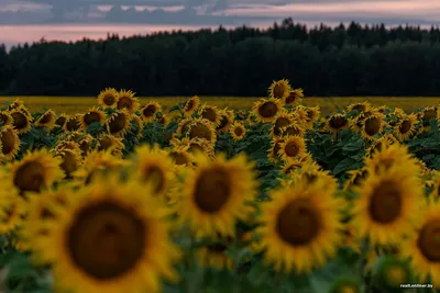 Поля подсолнухов – как произведение искусства. Photographer Lashkov Fedor