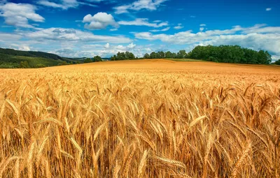 Фотообои Пшеничное поле 15830 купить в Украине | Интернет-магазин  