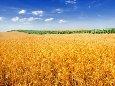 Роботы в поле: нейросеть повысит урожайность пшеницы на 20% | Статьи |  Известия