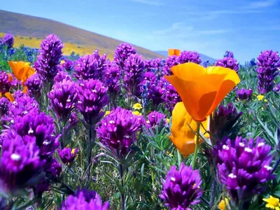 Полевые цветы: фото и названия растений, картинки луговых цветов