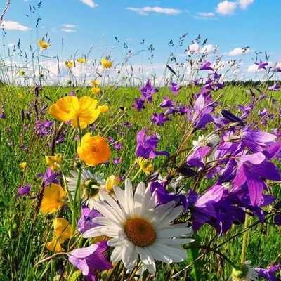 11 самых красивых полевых цветов в мире (40 ФОТО) | 