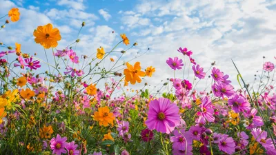 Картинки по запросу букет полевых цветов | Wildflower bouquet, Daisy  bouquet, Wedding flowers wildflowers