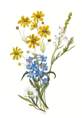 Цветы полевые рисунок карандашом - 58 фото