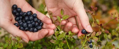 Укрепляющие зрение продукты должны быть в рационе каждого человека