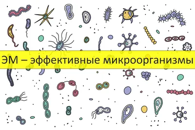 Микробы правят нами. Как микроорганизмы в кишечнике заставляют нас болеть |  Здоровая жизнь | Здоровье | Аргументы и Факты