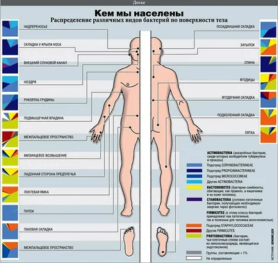 Бактерии под микроскопом, полезные и опасные бактерии -  -  НГС24.ру