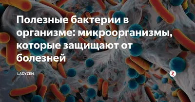 Чем полезны бактерии для человека