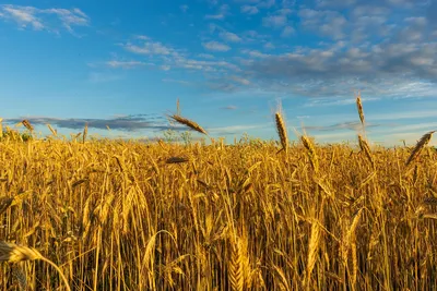 Пшеница Пшеничное Поле Поля - Бесплатное фото на Pixabay - Pixabay