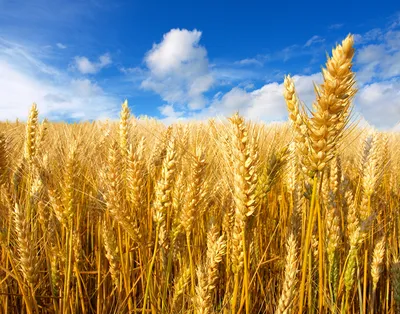 Фотографии Пшеница Природа Поля Небо колосья