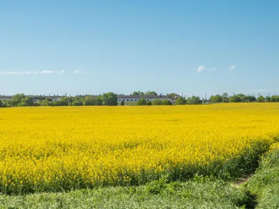 Фотография Германия Eastern Eifel Лето Природа мак Поля цветок