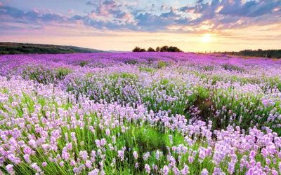 Лавандовые поля в Крыму: где найти и когда ехать (ФОТО)