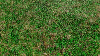 Зеленая поляна в лесу - скачать бесплатно бесшовные текстуры и Substance  PBR материал в высоком разрешении
