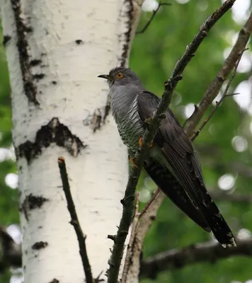 Кукушка - eBird