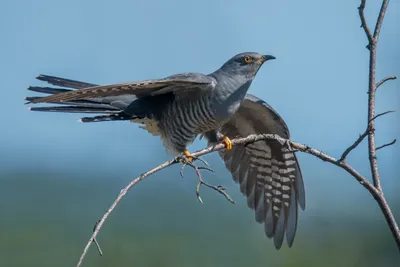 Кукушка - eBird