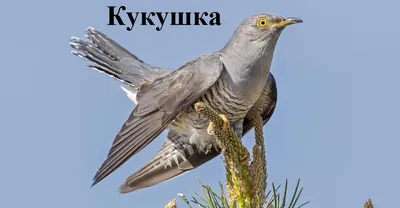 Полосатая кукушка - eBird