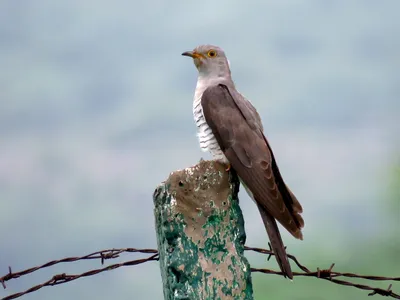 Полосатая кукушка - eBird