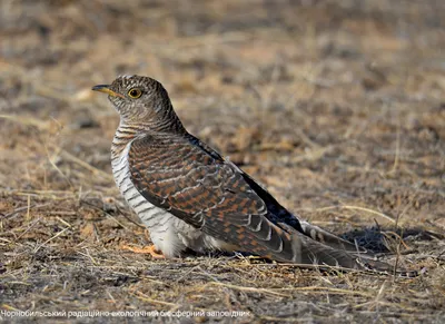 Ястребиная кукушка - eBird