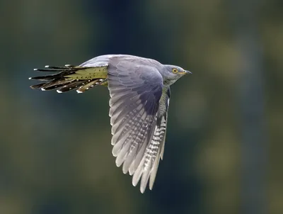 Полосатая кукушка - eBird