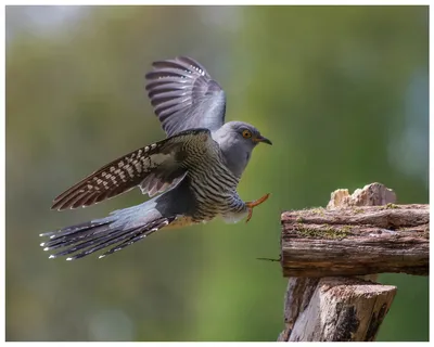 Кукушка - eBird